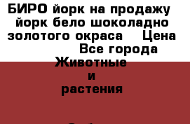 БИРО йорк на продажу (йорк бело-шоколадно-золотого окраса) › Цена ­ 25 000 - Все города Животные и растения » Собаки   . Адыгея респ.